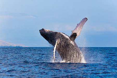Dolphin & Whale watching trip